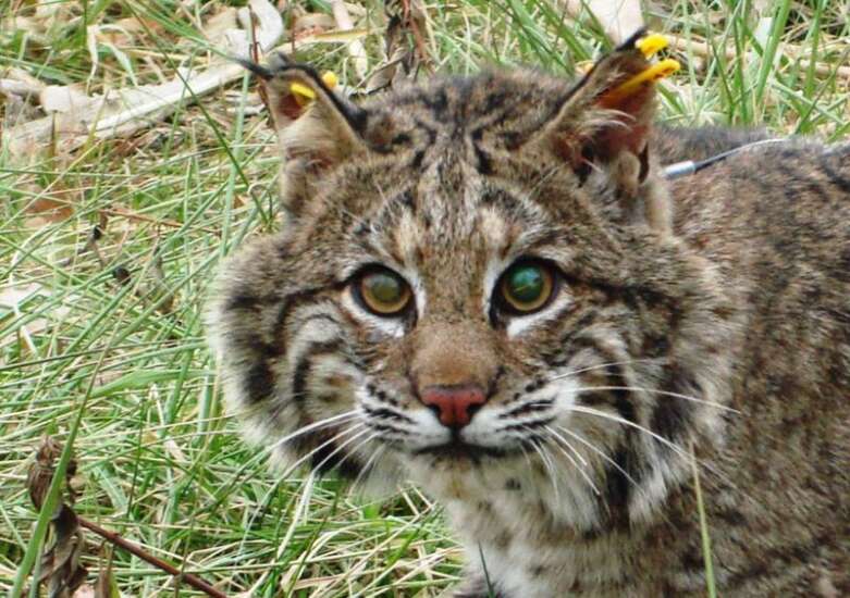 Nothing to fear about bobcats, specialists say