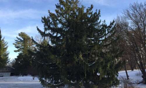 Nature’s notes: Grand natural Christmas trees grace Corridor