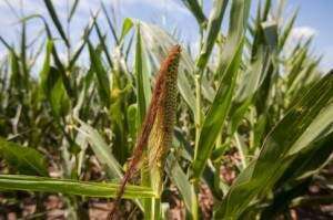 Iowa corn yield seen at 15-year low