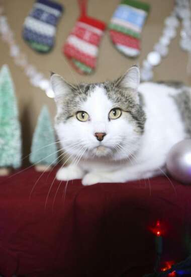 Meet the Cats of Christmas, ready for adoption