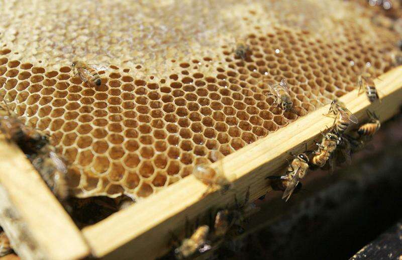 Iowa honey production, value fall in 2018: Significant bee loss due to disease, weather