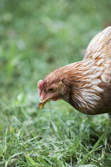 Linn Supervisors approve chickens for residential properties in county