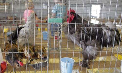 State gives poultry shows the green light