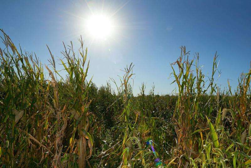 Still plenty of corn left to fill China’s demand: Iowa State University study