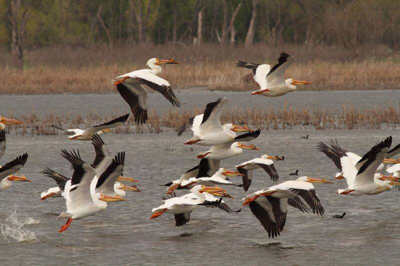 A pelican festival is heading this way