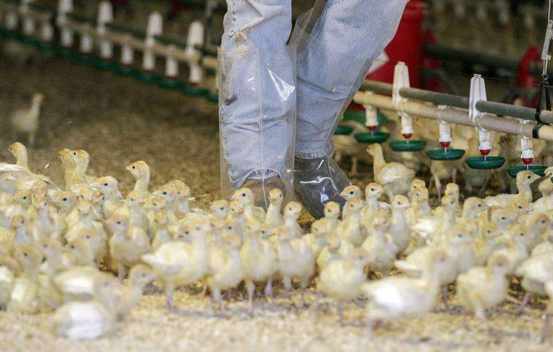 40K Iowa turkeys killed after Buena Vista bird flu outbreak