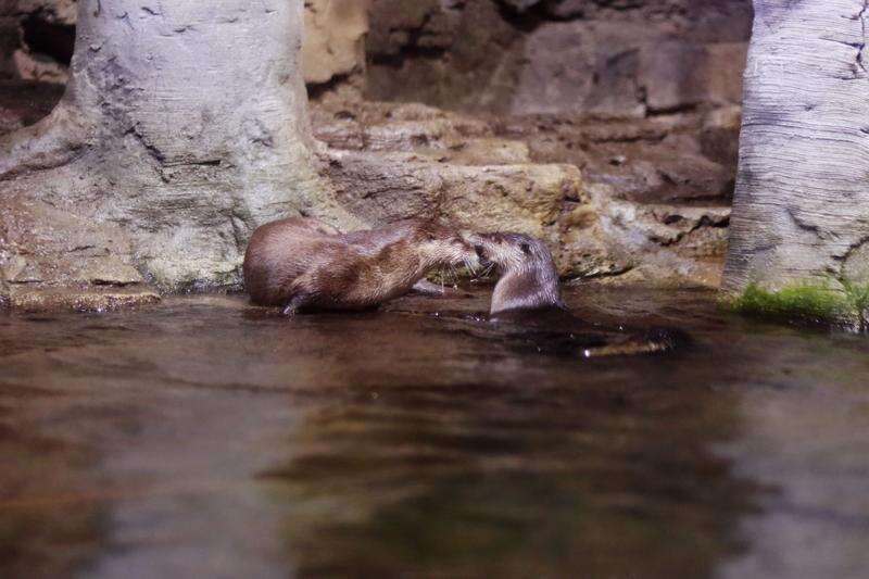 Orphaned otters find friendship at Dubuque aquarium