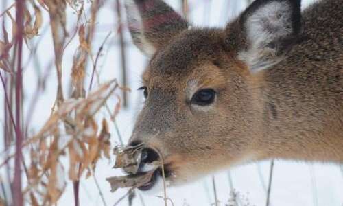Coronavirus found in Iowa deer thought to be from humans