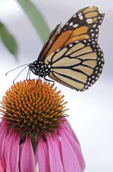 Suddenly have a sunny yard? Here are plants loved by pollinators