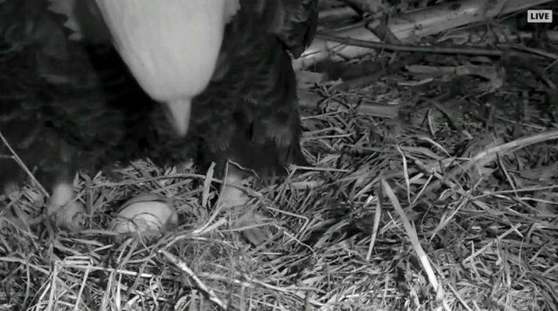 Exactly a year later, another first Decorah eagles egg