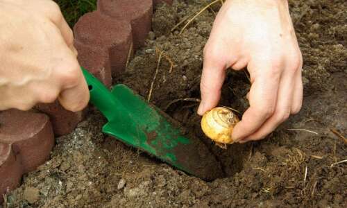 Fall tips to get your garden ready for spring