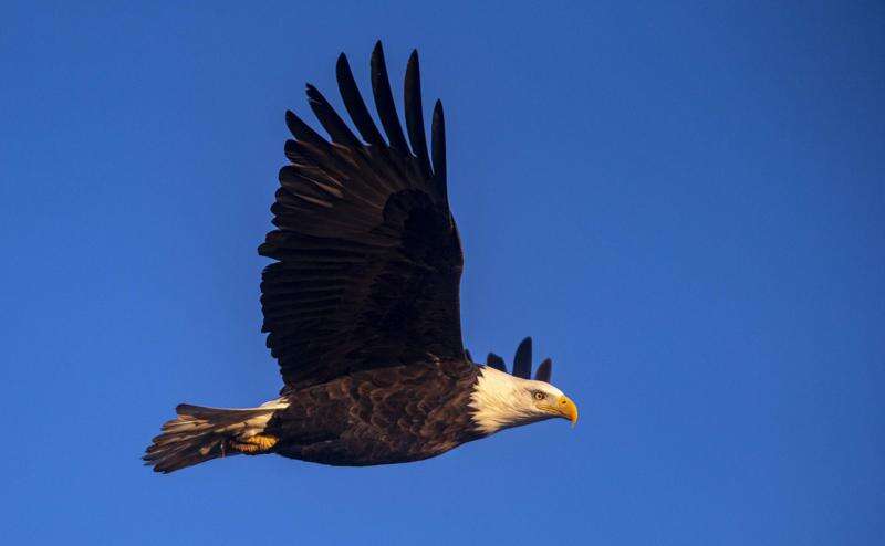 Iowa DNR searching for volunteers to monitor bald eagle nests