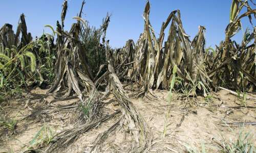 Drought conditions persist in Iowa