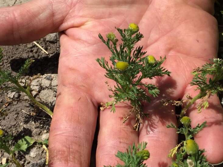 Nature’s notes: Pineapple weed thrives in poor soil