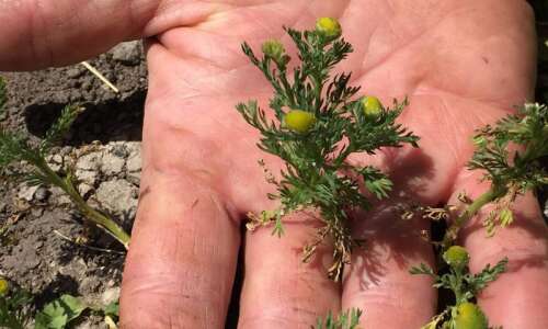 Nature’s notes: Pineapple weed thrives in poor soil