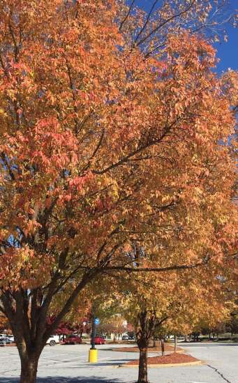 Lacebark elm offers fall and winter magic