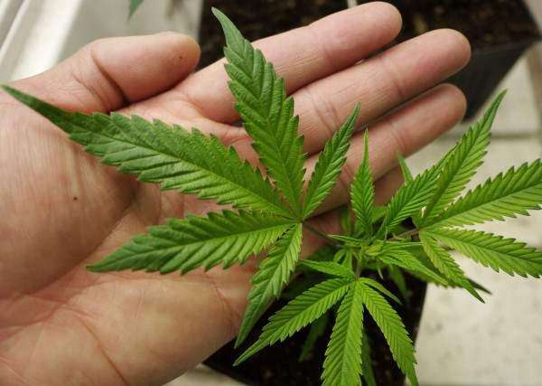 Lawmakers to introduce bills to decriminalize marijuana