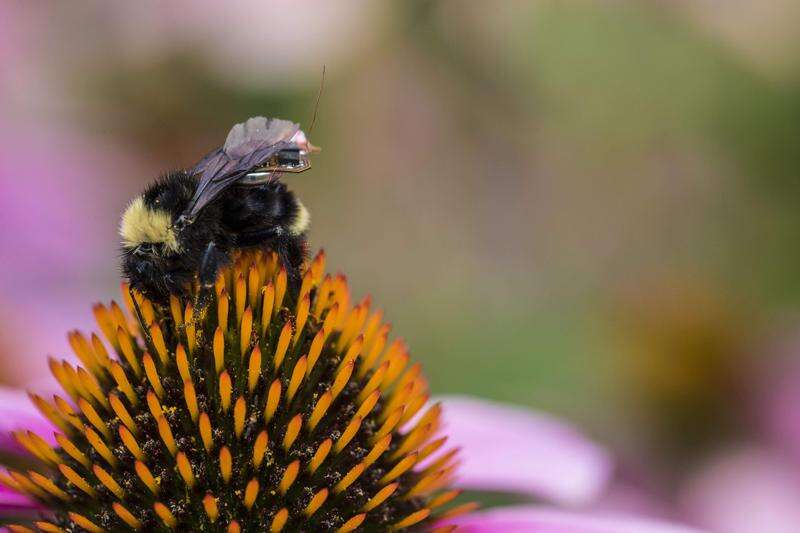 Backpack-wearing bumblebees could buzz fields