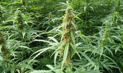 Iowa’s hemp program held up over “hot crop” prosecution