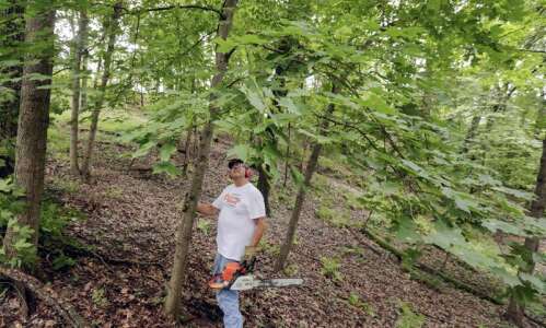 Assault on maples to save oaks in Marion