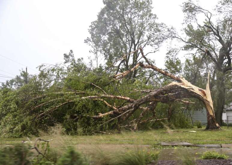 Cedar Rapids loses half its tree canopy in derecho The Gazette Cedar Rapids loses half its tree canopy in derecho The Gazette