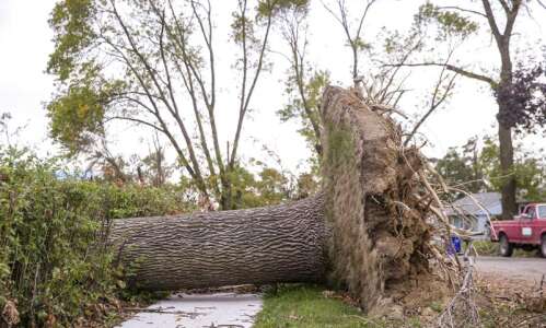Iowa Ideas panelists see new growth from derecho tree destruction