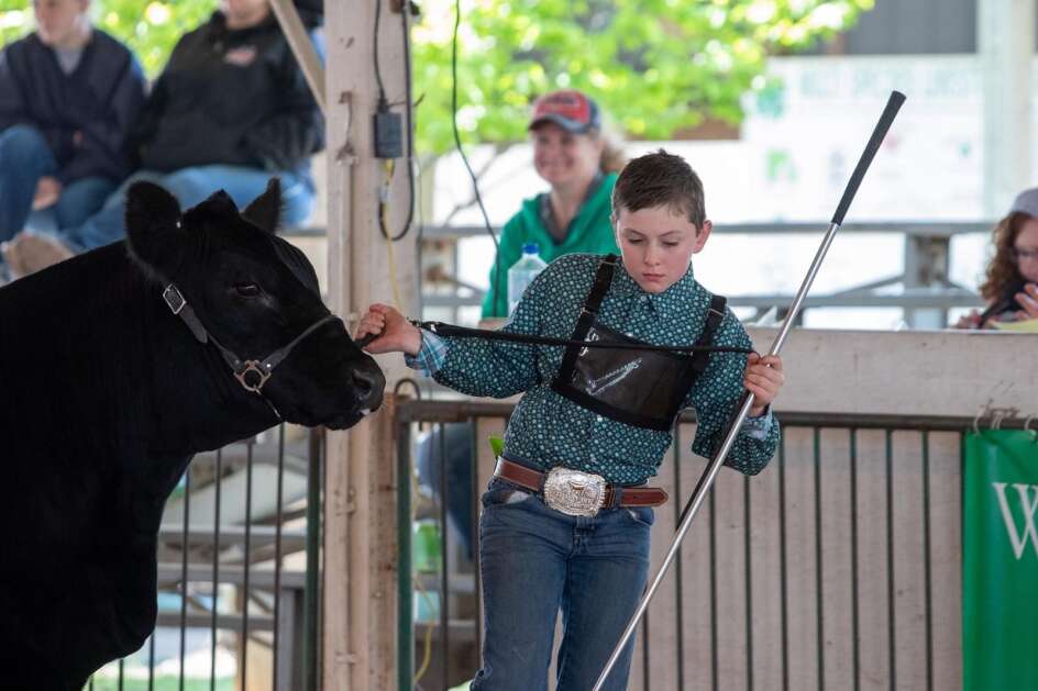Preston Ford shows one of his cattle at the Washington County Fair.