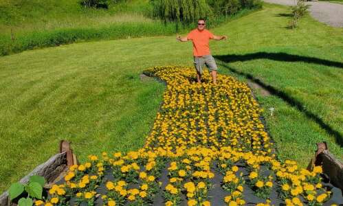 Behold marigolds, flower power is back!