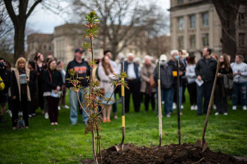 Anne Frank sapling planted on University of Iowa Pentacrest