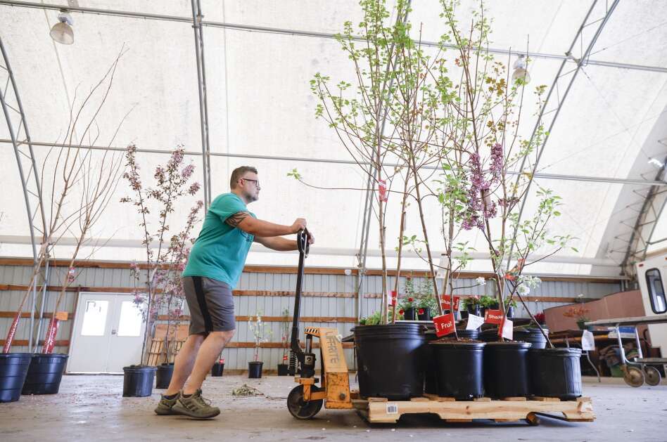 Dennis Dallege of Tipton wheels out the trees he and his wife, Lindsay, bought at Sharpless Auctions in Iowa City. The auction house, founded in 1988, now does all its auctions online.  (Jim Slosiarek/The Gazette)