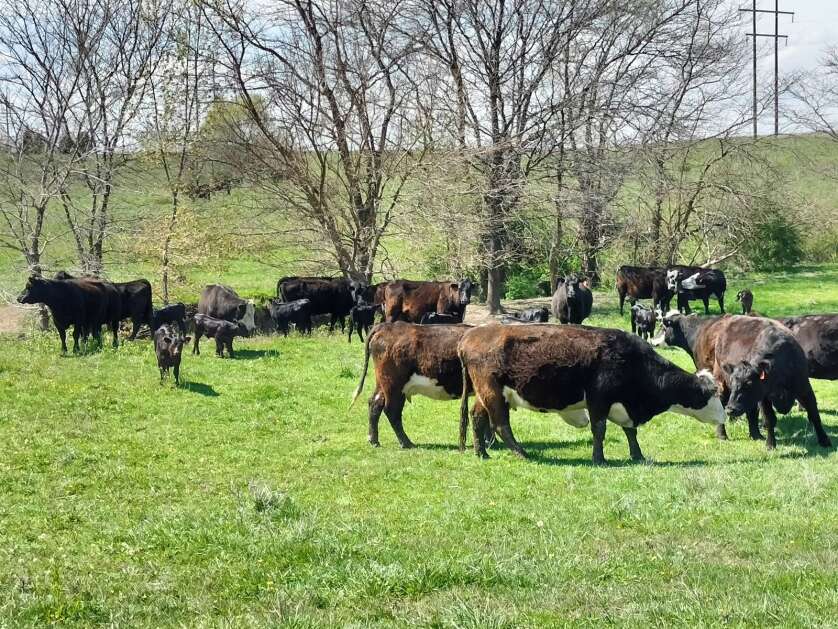 Smither’s hefers and their newly born calves gather as they graze toward the end of the spring calving season. (AnnaMarie Ward/The Union)