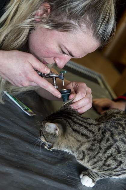 Veterinarian Dr. Loni Ellsworth examines a cat March 24 at the Heartland Animal Hospital in Fairfax. (Nick Rohlman/The Gazette)