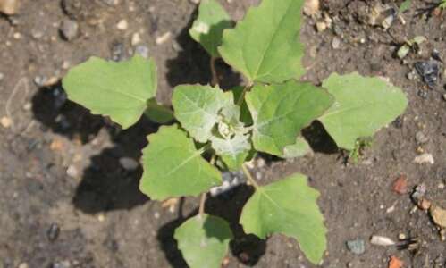 Goosefoot could bring the seeds of change