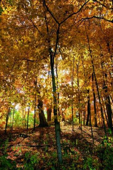 The best places to view fall foliage in Eastern Iowa