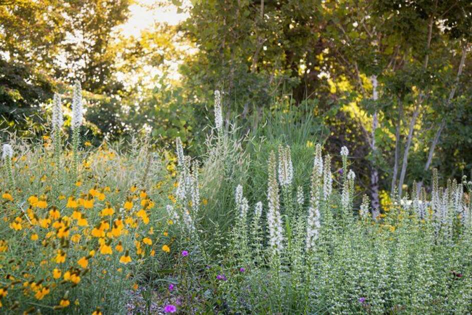 This private garden designed by Kelly Norris demonstrates resilient, site-specific planting strategies for central Iowa landscapes. (Kelly Norris)