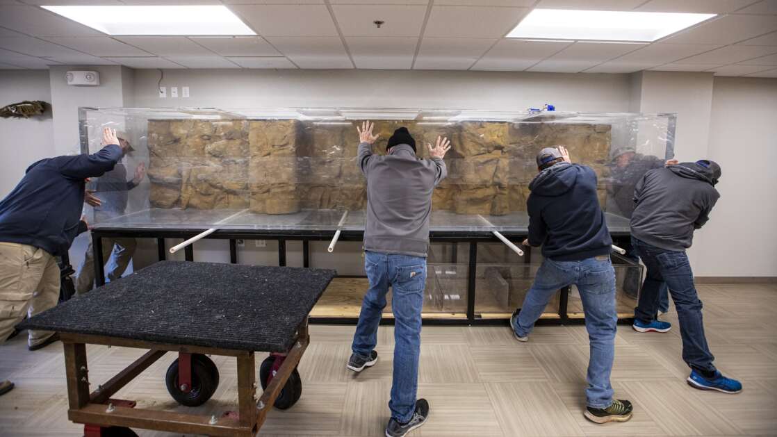 Allamakee County Conservation Board and custom aquarium builder Under The Sea employees unload and move a 1,250-gallon aquarium March 29 at The Driftless Area Education and Visitor Center in Lansing. Under the Sea, an Oklahoma company specializing in large aquariums, installed the aquarium at the center. (Nick Rohlman/The Gazette)