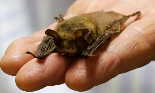 Iowa’s bats are working for you