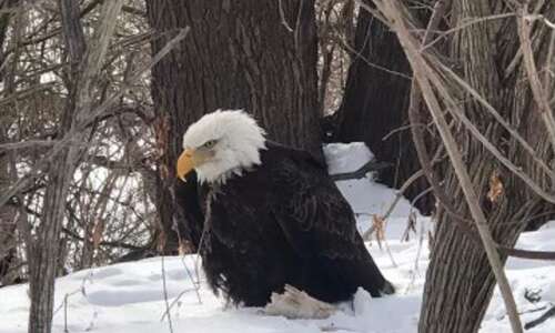 DNR seeking person who shot bald eagle in Cedar Rapids
