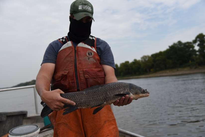 Invasive black carp now thriving in Mississippi River 