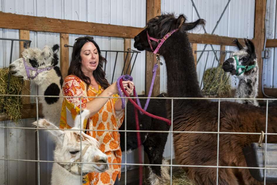 Kahle Atherton-Boutte prepares llamas for a hike at Prairie Patch Farm in Johnson County, Iowa on Sunday, October 1, 2023. Atherton-Boutte offers group hikes with llamas on her property’s 49-acre wildlife preserve.  (Nick Rohlman/The Gazette)