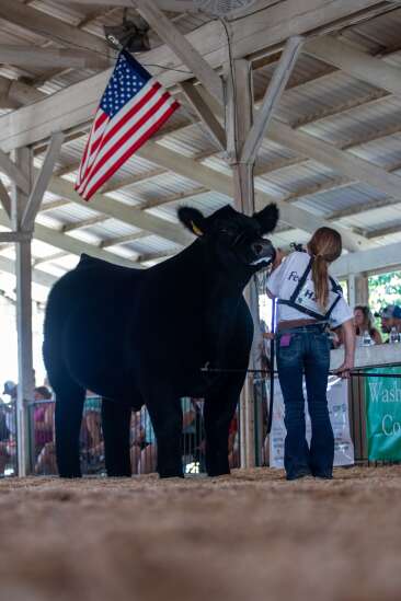 Holmes family to feature in charity steer show
