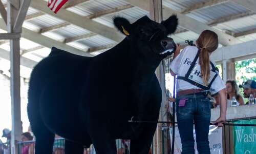 Holmes family to feature in charity steer show