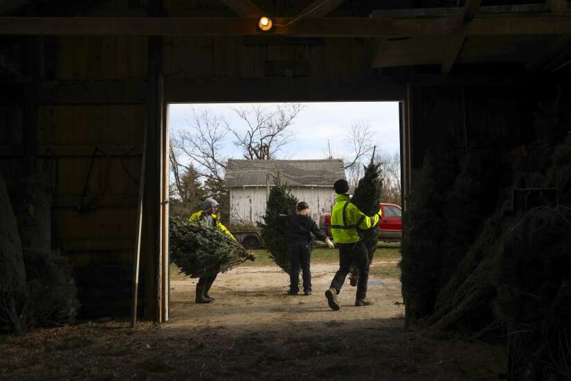 Black Friday more green for hordes of Eastern Iowa families visiting Christmas tree farms 
