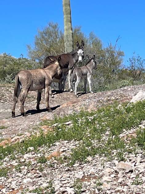 The burros were laughing at a couple of Midwestern fishermen during an outing at Pleasant Lake. At least that’s how Doug Newhoff felt. (Doug Newhoff/correspondent) 
