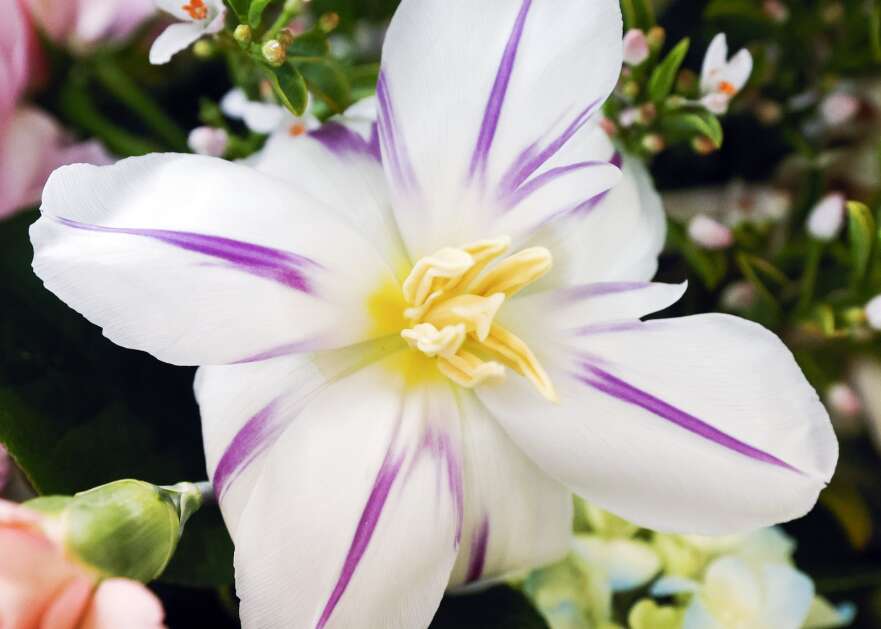 Cassie Parrott creates a flower arrangement for a client at her home floral design studio in southwest Cedar Rapids, Iowa, on Wednesday, May 10, 2023. Parrott opened Parrott Floral Co. last year. (Jim Slosiarek/The Gazette)