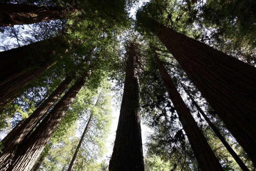 In northern California, the Redwood giants amaze and inspire