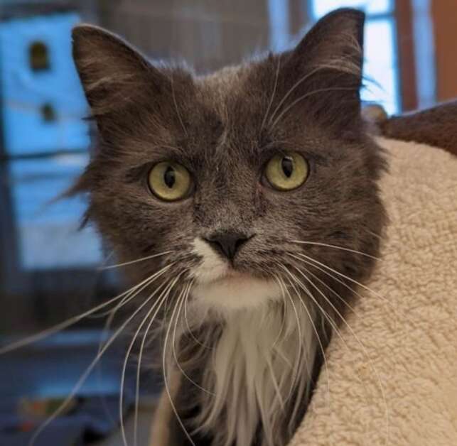 Phoenix is a 3-year-old female gray/white longhair cat available for adoption through Cedar Rapids Animal Care & Control. She is shy and would do best in a quieter home, but once she warms up to you she enjoys being petted and hanging out. Call (319) 286-5993 for more information. (Cedar Rapids Animal Care & Control)
