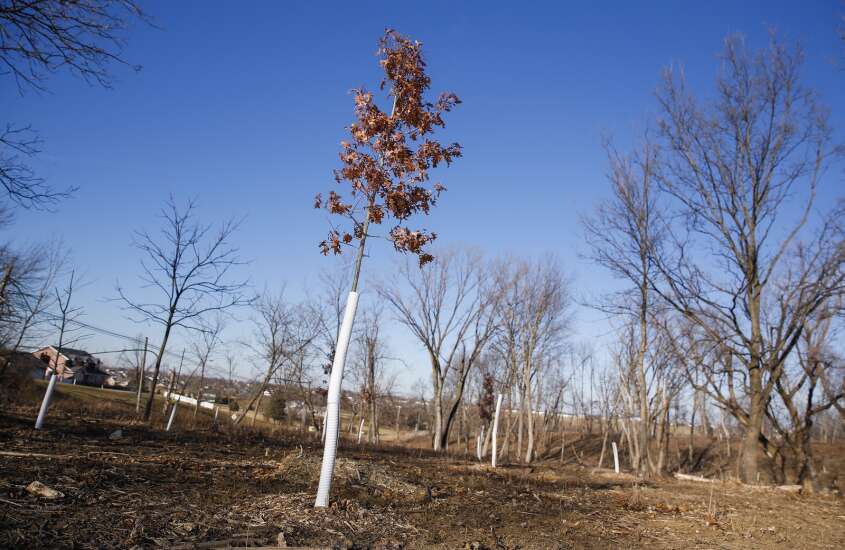 Thousands of trees planted after derecho, but more coming