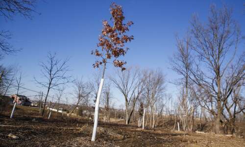 Thousands of trees planted after derecho, but more coming