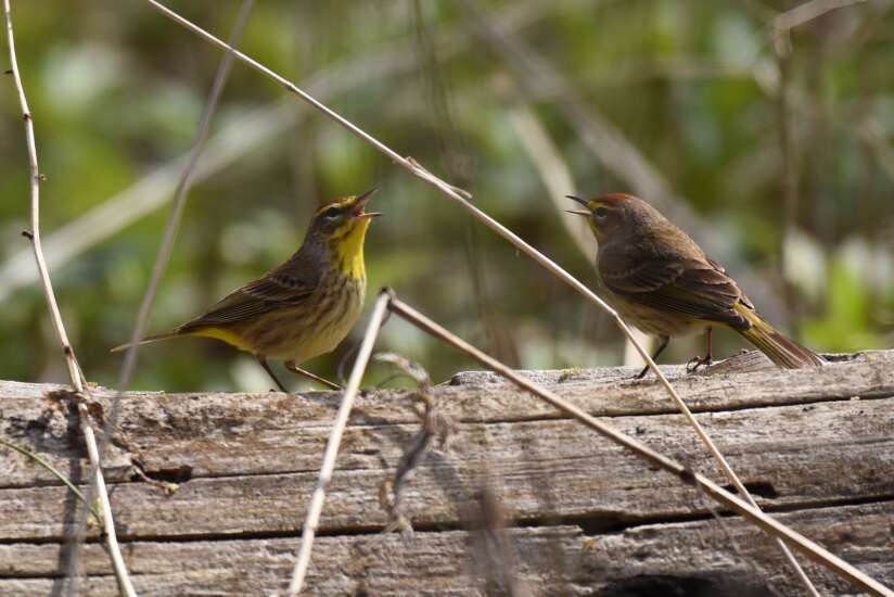 Warblers on the move